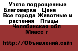 Утята подрощенные Благоварка › Цена ­ 100 - Все города Животные и растения » Птицы   . Челябинская обл.,Миасс г.